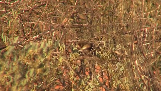 White-browed Babbler - ML200917461