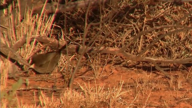 White-browed Babbler - ML200917471