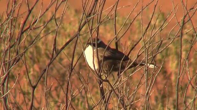 White-browed Babbler - ML200917481