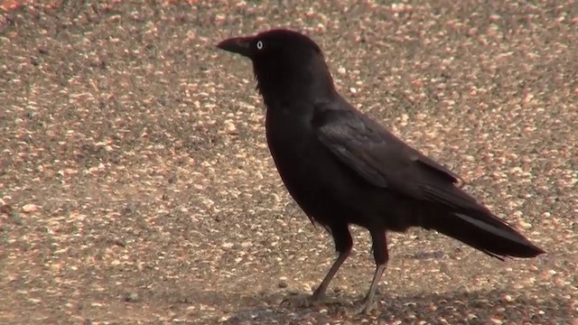 Little Crow - ML200917571