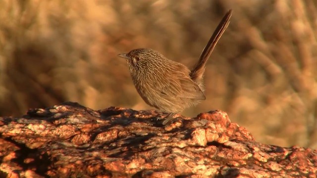 Dusky Grasswren - ML200917651