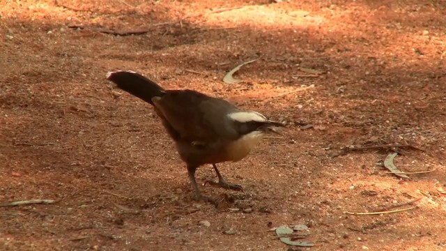 Gray-crowned Babbler - ML200917681