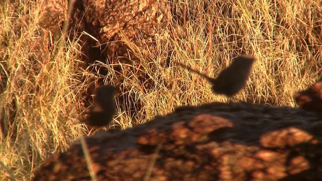 Dusky Grasswren - ML200917691