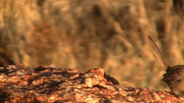 Dusky Grasswren - ML200917701