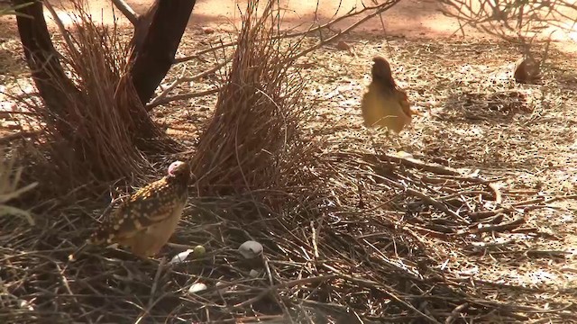 Western Bowerbird - ML200917721