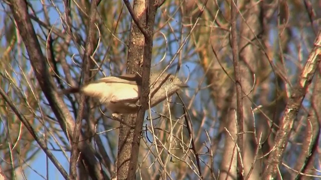 Chestnut-rumped Thornbill - ML200917741