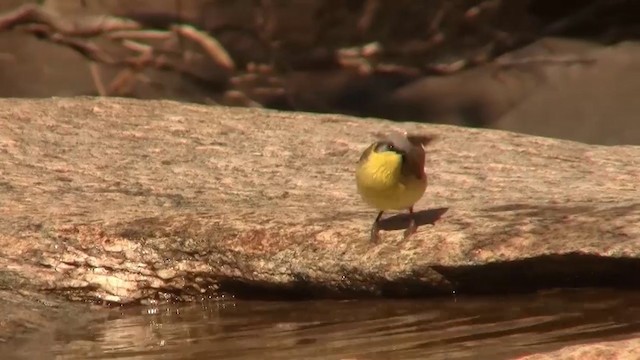 Gray-headed Honeyeater - ML200917771