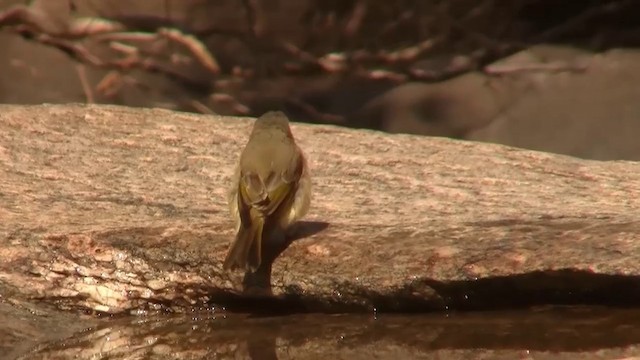 Gray-headed Honeyeater - ML200917781