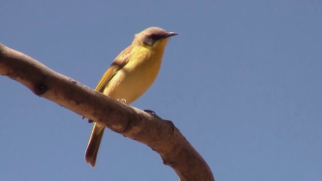 Gray-headed Honeyeater - ML200917791