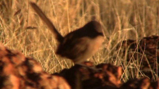 Dusky Grasswren - ML200917801