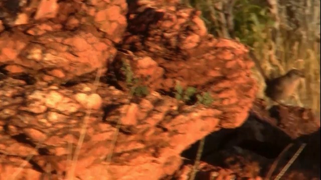 Dusky Grasswren - ML200917811