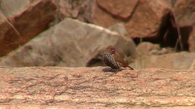 Painted Firetail - ML200917851