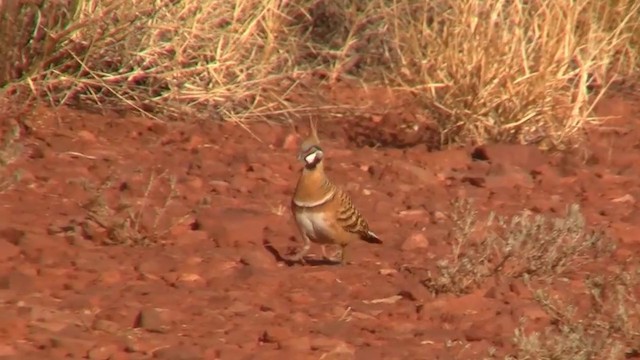 Голуб гострочубий (підвид plumifera/leucogaster) - ML200917881