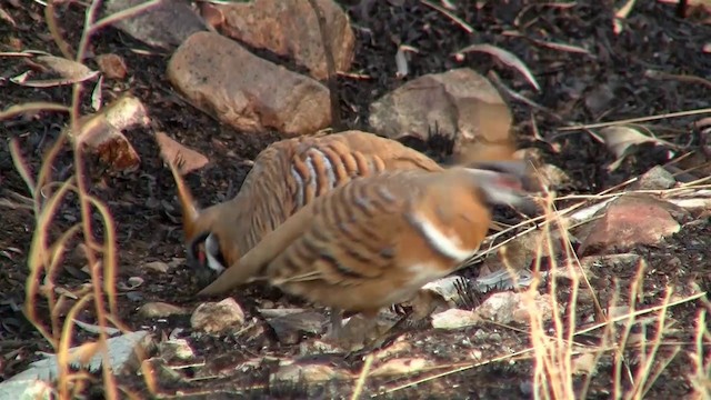 Kızıl Tepeli Kumru (plumifera/leucogaster) - ML200917901