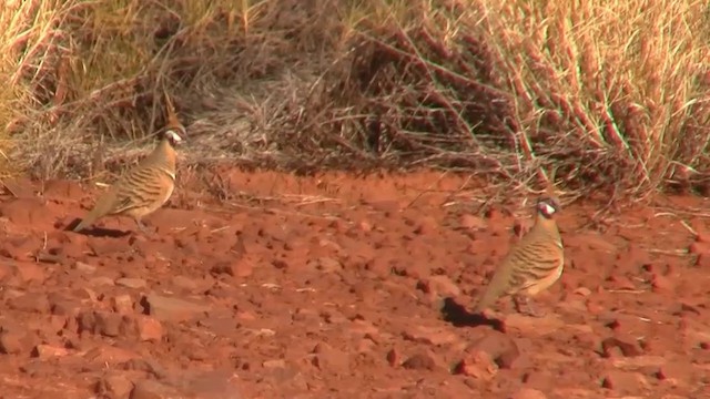 Голуб гострочубий (підвид plumifera/leucogaster) - ML200917951