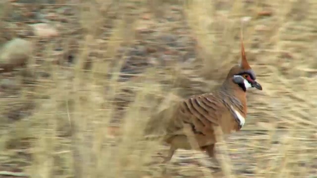 Spinifex Pigeon (White-bellied) - ML200917961