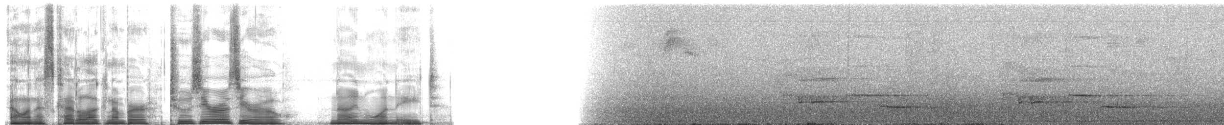 Дивоптах-шилодзьоб бурий - ML200918