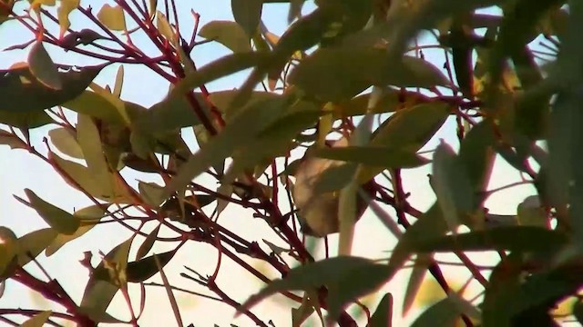 Inland Thornbill - ML200918001