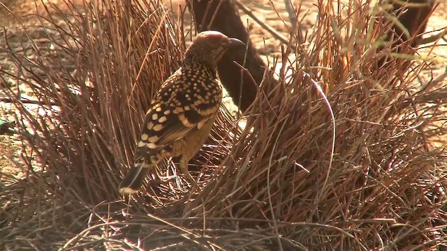 Western Bowerbird - ML200918011