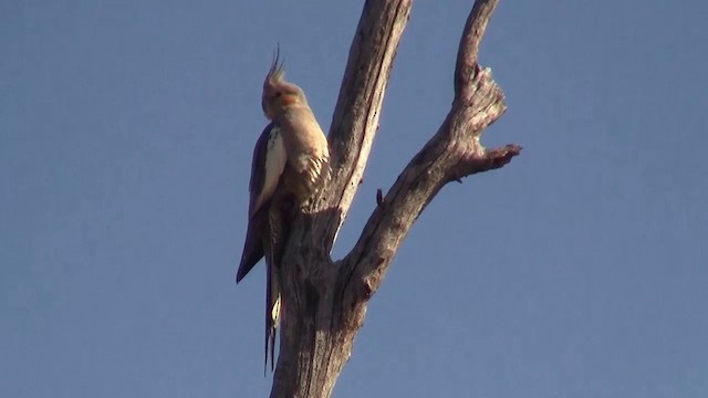 Cockatiel - ML200918071