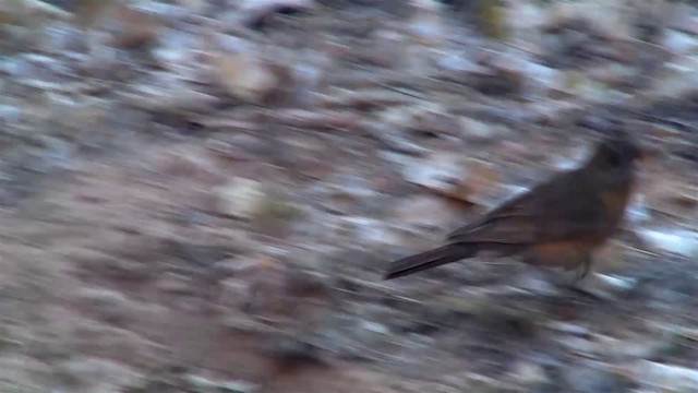 Дрізд мандрівний [група migratorius] - ML200918161