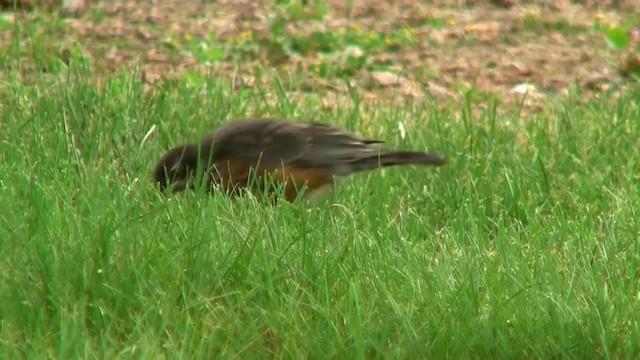 American Robin (migratorius Group) - ML200918201