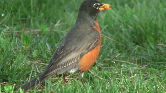 American Robin (migratorius Group) - ML200918211