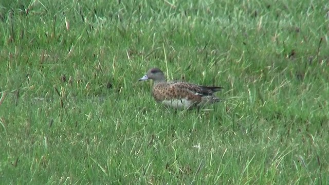 hvízdák americký - ML200918241