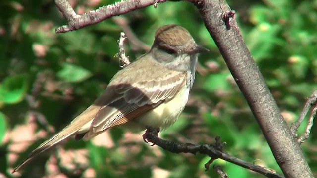 Ash-throated Flycatcher - ML200918281