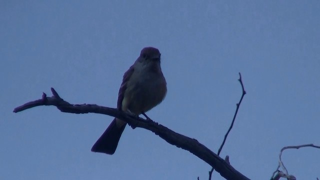 Ash-throated Flycatcher - ML200918291