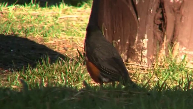 American Robin (migratorius Group) - ML200918311