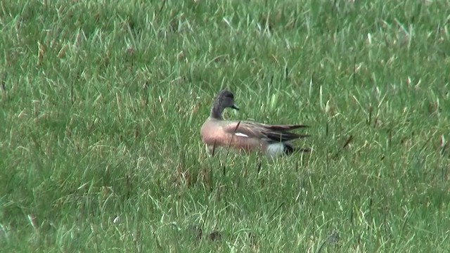 American Wigeon - ML200918321