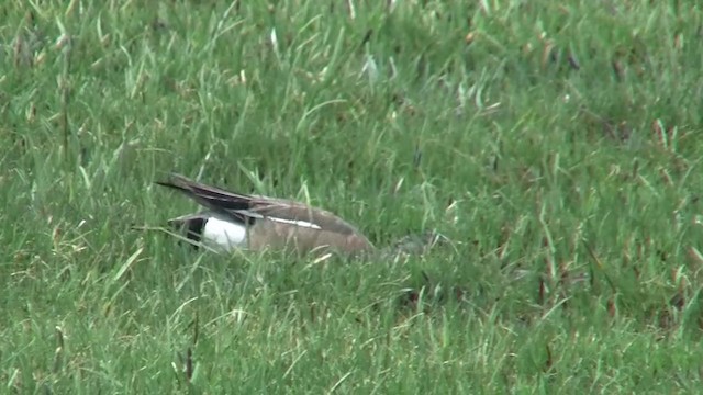 American Wigeon - ML200918331