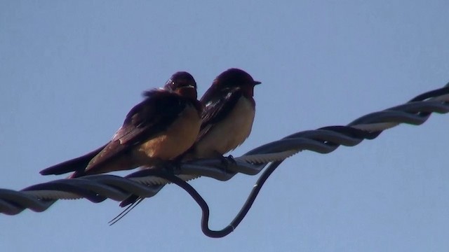 vlaštovka obecná (ssp. erythrogaster) - ML200918371