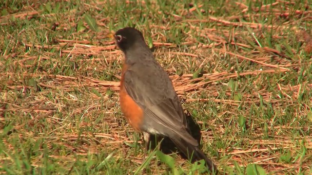 American Robin (migratorius Group) - ML200918391