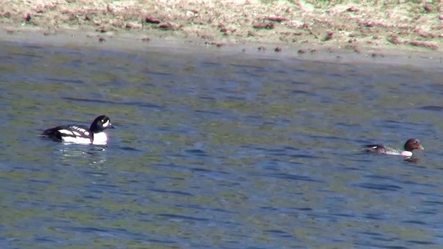 Barrow's Goldeneye - ML200918411