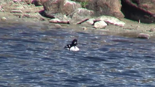 hohol islandský - ML200918421