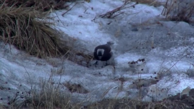 Black Rosy-Finch - ML200918491