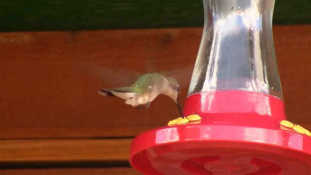 Black-chinned Hummingbird - ML200918511