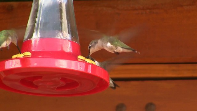 Colibrí Gorjinegro - ML200918521