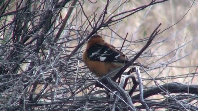 Black-headed Grosbeak - ML200918541