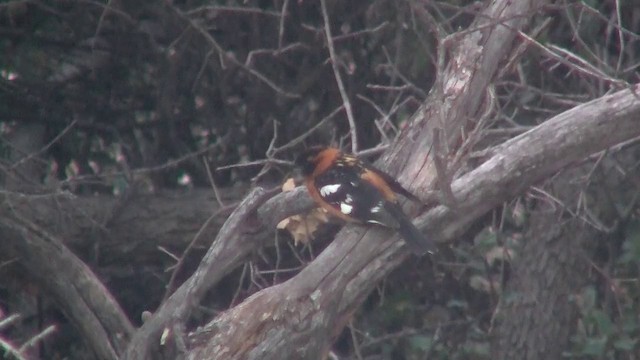 Black-headed Grosbeak - ML200918551