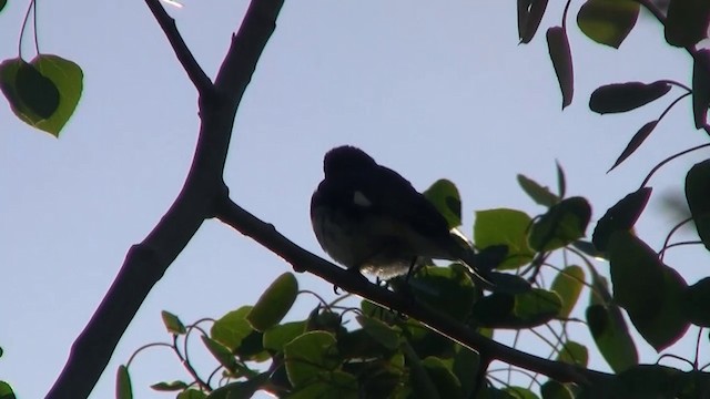 Black-throated Blue Warbler - ML200918641