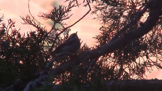 Black-throated Gray Warbler - ML200918651