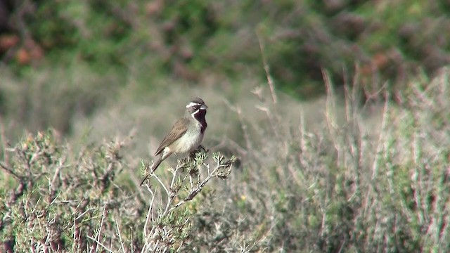 Black-throated Sparrow - ML200918681