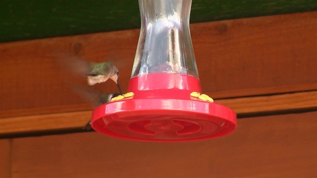 Black-chinned Hummingbird - ML200918701