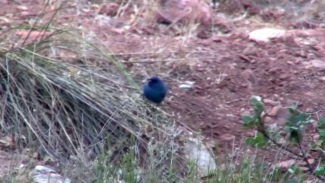 Blue Grosbeak - ML200918711