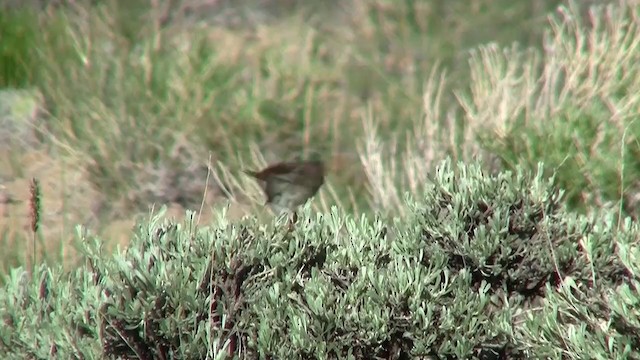 Brewer's Sparrow (breweri) - ML200918761