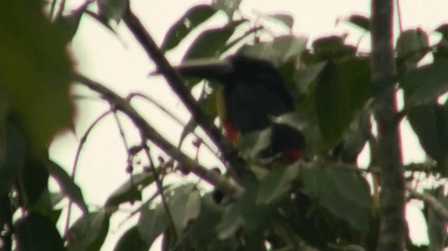 Black-necked Aracari - ML200918801