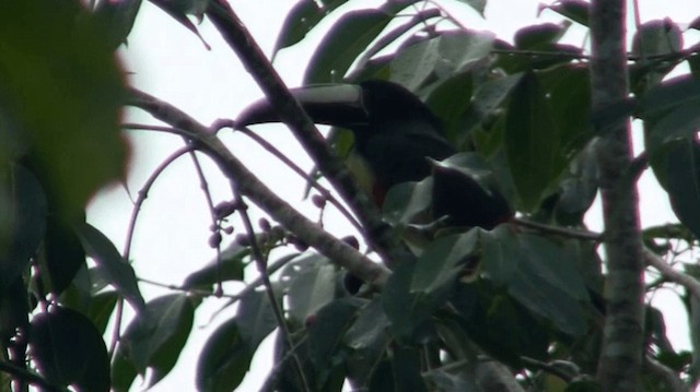 Black-necked Aracari - ML200918811